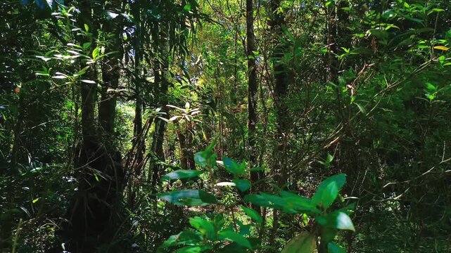 Discover the untouched beauty of a vibrant, verdant forest. Dappled sunlight pierces the lush green canopy, creating a tranquil and captivating natural scene