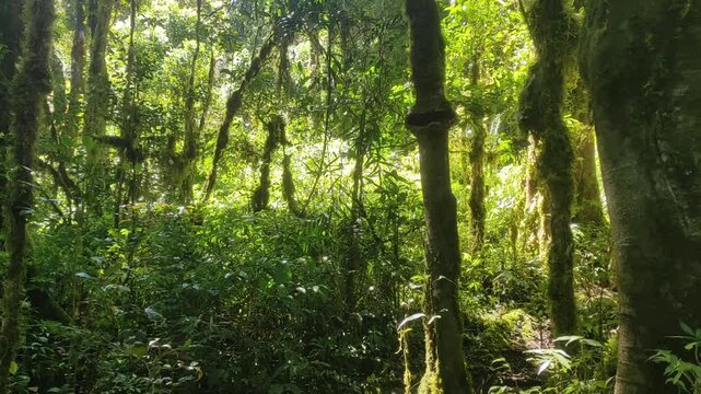 Lush green tropical rainforest, ancient mossy trees, vibrant foliage, dappled sunlight filtering through canopy, serene untouched natural wilderness beauty