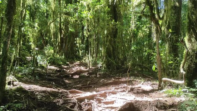 Path winding through sunlit tropical rainforest; dense green foliage and ancient mossy trees create an untouched, serene natural ecosystem
