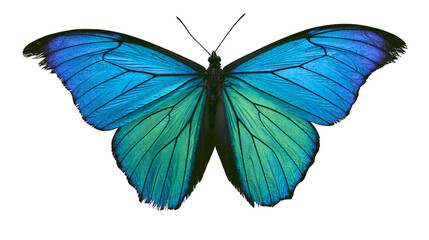 Iridescent blue and green butterfly wings, isolated on transparent background © Noah