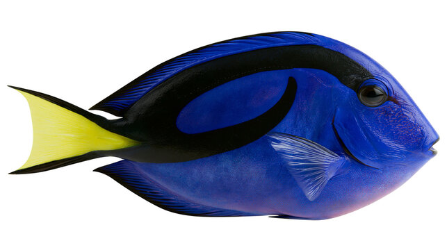 Vibrant blue regal tang fish with yellow tail, isolated on transparent background