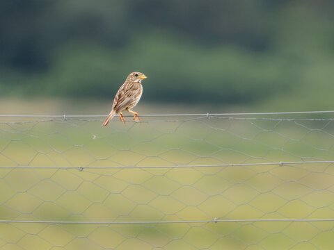 Corn bunting (Emberiza calandra) perched on wire fence, Bower's Marsh, Essex, England. Red List farmland bird, coastal grazing marsh.