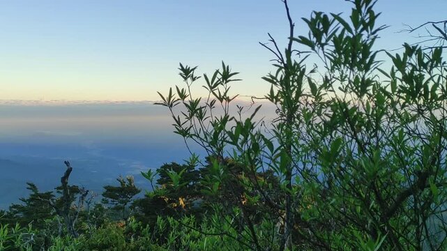 Tranquil mountain landscape at sunrise, with green plants in foreground, distant misty peaks, and a serene, softly illuminated sky