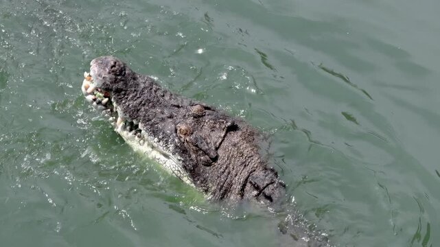Crocodile tearing meat in the water