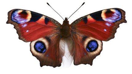 Detailed peacock butterfly with vibrant red blue and yellow eye spots, isolated on transparent background © Noah