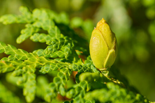 Close-up of a conifer flower bud, a species of Thuja.