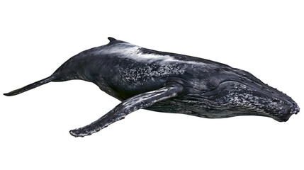 Fototapeta premium Dark grey humpback whale with white speckles, isolated on transparent background