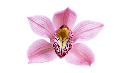 Delicate pink orchid flower with intricate markings, isolated on transparent background © Noah