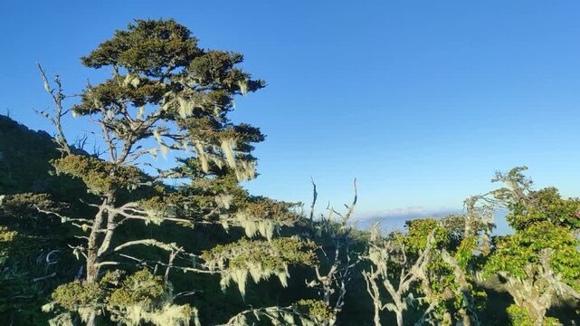 Serene mountain landscape bathed in clear blue sky, featuring ancient, gnarled trees adorned with ethereal moss, evoking a tranquil and rugged natural beauty