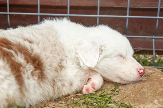 Fluffy Australian Shepherd puppy (Aussie) lies asleep on the ground in a kennel, showing pink paw pads. Warm daylight highlights merle fur texture. Tender, peaceful image ideal for pet ads, shelters 