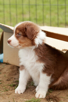     A cute red Australian Shepherd puppy (Aussie) sits inside a cardboard box outdoors, looking to the side Tender close-up portrait symbolizing adoption relocation, pet shipping or finding a new home