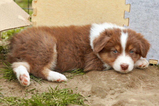  A cute red Australian Shepherd puppy (Aussie) lies on the ground, resting its head and showing pink paw pads. Soft play mats in the background. Calm, cozy pet portrait for veterinary and dog food ads