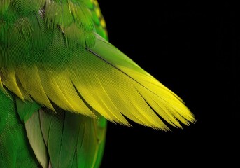 Obraz premium A delicate green and yellow parakeet feather captured in extreme close-up, highlighting the intricate natural texture and vivid avian coloration ,green ,fluffy ,animal