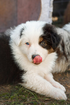 Australian Shepherd puppy (Aussie) with heterochromia (one blue eye) lies on the ground, licking its nose. Close-up, playful and curious gaze. Natural kennel atmosphere, ideal for pet food ads and bre