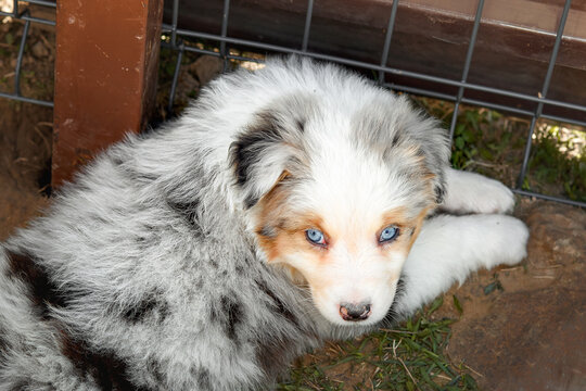  Blue-eyed Australian Shepherd puppy (Aussie) with a blue merle coat lies on the ground near a kennel fence. Close-up portrait of a cute dog looking up. Tender, emotional mood for pet care advertising