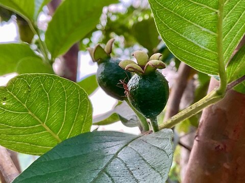 Guava ovule