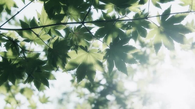 Sunlit Japanese Maple Leaves in a Refreshing Summer Forest