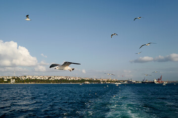 Naklejka premium A dynamic harbor view of a vibrant city with seagulls in flight, ships on the water, and a distinctive bridge under a clear sky.