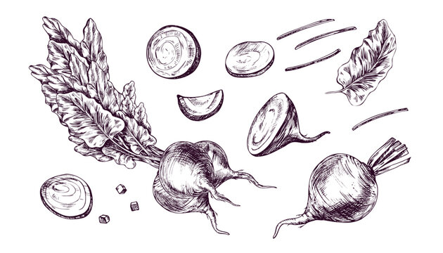 Beetroot and beet slices hand drawn ink illustration. Engraving style vegetable set for culinary design. Fresh organic root crop with leaves for ingredient and farm harvest menu.