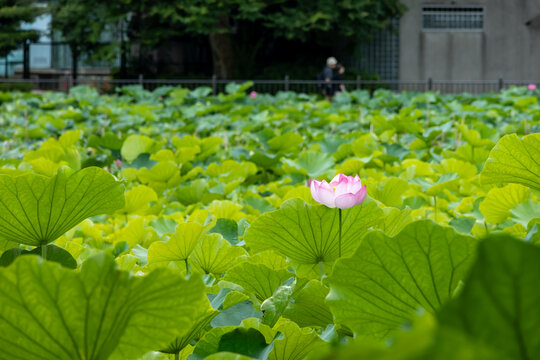 不忍池の蓮の花