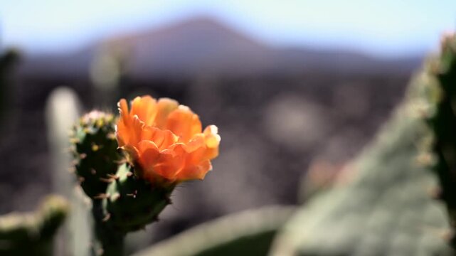 Springtime Opuntia Ficus-Indica Blossom Surrounded by Black Lapilli Gravel in Guatiza Canary Islands Spain