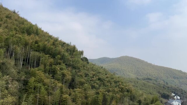 4K Mount Mogan Bamboo Forest Mountain Landscape