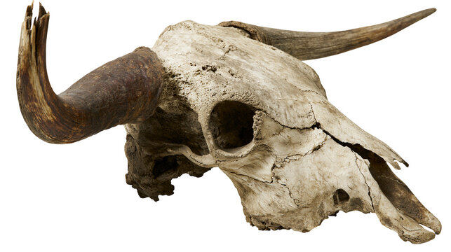 Weathered bull skull with large curved horns, isolated on transparent background