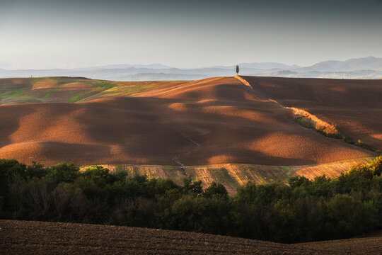 Soft autumn light warms golden ploughed fields as a solitary cypress punctuates a vast, quietly rolling Tuscan landscape. Crete Senesi, Tuscany, Italy.