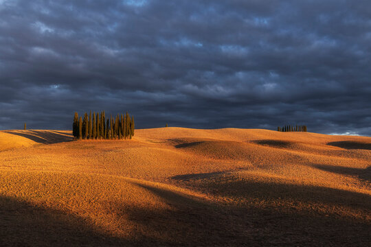 A tight cluster of cypresses stands isolated on bare ochre ploughed hills beneath a heavy, brooding dark grey sky. Val d'Orcia, Tuscany, Italy.