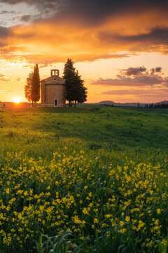 The Cappella di Vitaleta is backlit by a blazing golden sunset, surrounded by cypress and pine trees, a yellow wildflower meadow sweeping the foreground. Val d'Orcia, Tuscany, Italy.