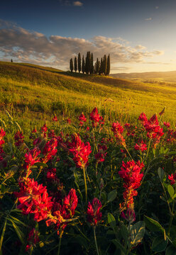 Vivid red wildflowers fill the foreground as a tight cluster of tall dark cypresses crowns a sunlit green hill at golden hour. Val d'Orcia, Tuscany, Italy.