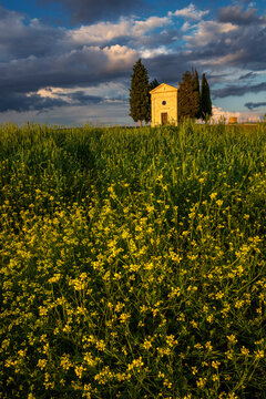 Cappella della Madonna di Vitaleta nestled among cypress trees in Val d'Orcia, Tuscany, beautifully framed by a golden rapeseed field glowing in the warm evening light.
