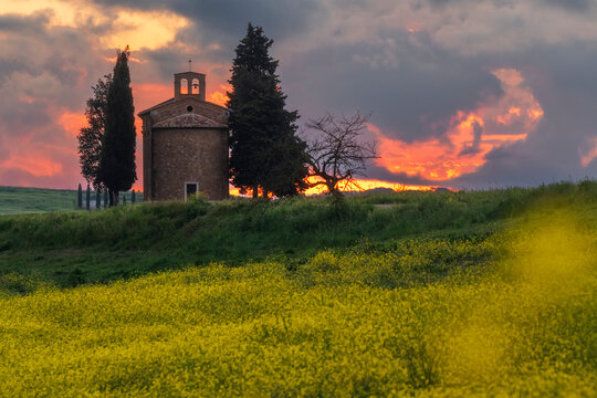 The Cappella di Vitaleta is backlit by a blazing golden sunset, surrounded by cypress and pine trees, a yellow wildflower meadow sweeping the foreground. Val d'Orcia, Tuscany, Italy.