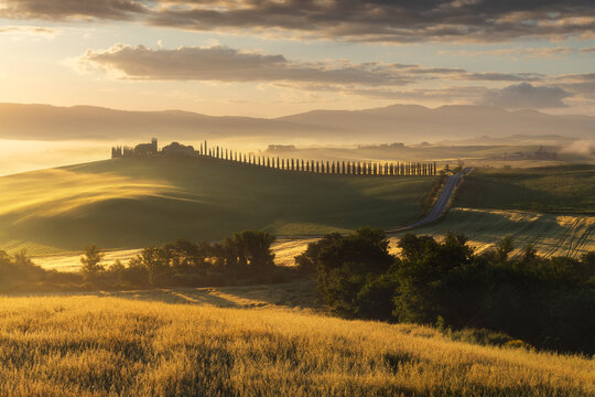 The Poggio Covili and its long cypress avenue crown a sunlit hilltop, golden wheat fields glowing in the foreground under a misty warm morning sky. Val d'Orcia, Tuscany, Italy.