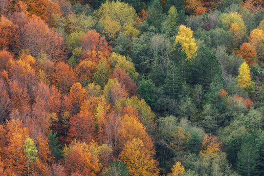 Vibrant autumn beech forest glowing in warm golden and orange tones in the Apennine mountains, Italy.