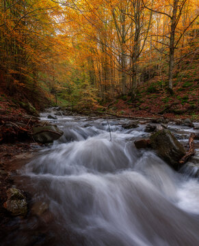 A rushing mountain stream flows over rocks through a vivid autumn beech forest in the Apennines, Italy.