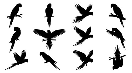 Exotic tropical parrot silhouette icons set containing flying macaw birds perched wild creatures and jungle fauna graphic design elements © AlviAhmed