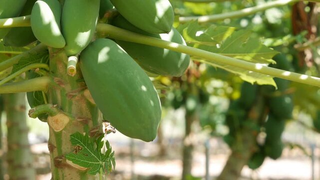 Green papaya fruits hang on a tree in a plantation with leafy plants in the background. Tropical plantation.