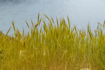 Obraz premium Close up of green wild barley grass ear on coast. Beautiful fresh cereal stalk meadow pasture botanical nature background near sea water on sunny spring day, April, Turkey.