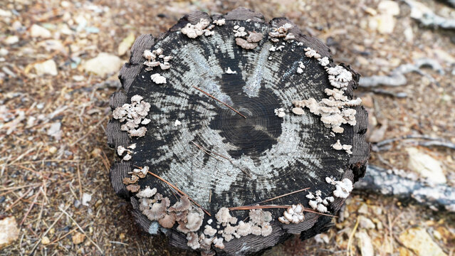 Wild Schizophyllum commune Mushroom on Decaying Tree Stump