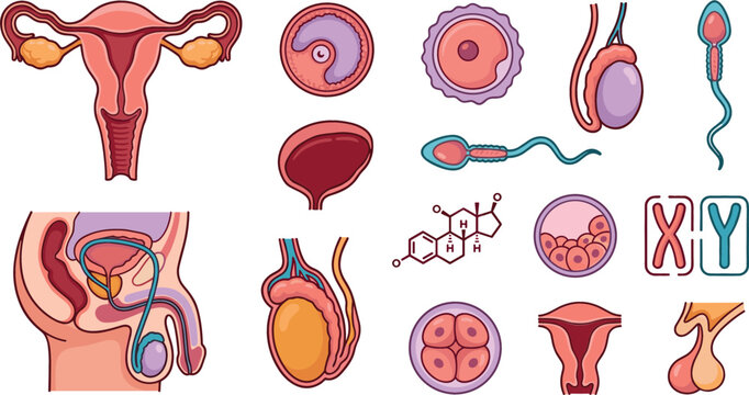 Human Reproductive System Vector Icon Set Featuring Female Uterus Male Anatomy Sperm Cells Ovum Chromosomes And Embryo Development For Medical Education Diagrams