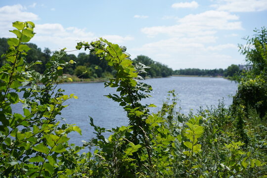 Sommerliche Flusslandschaft der Elbe bei Magdeburg mit &uuml;ppiger Ufervegetation bei Sonnenschein