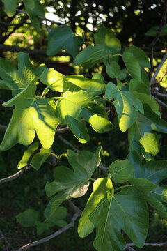 Fig tree with many green leaves against sunlight. Ficus carica in the orchard at sunset