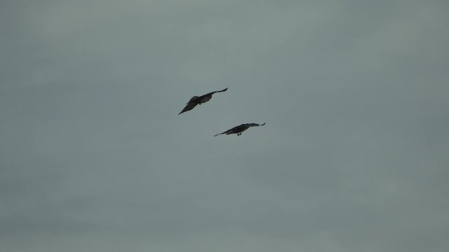 Birds, ravens, flying against cloudy gray sky, two dark silhouettes soaring high in slow motion atmospheric footage.