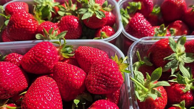 Fresh ripe strawberries in plastic containers at local farmers market with seasonal summer berries close up