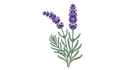 Fototapeta premium Two vibrant purple lavender flower stalks with green stems illustrated in a clean artistic style