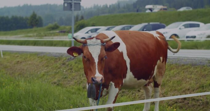 A brown and white cow with a bell around its neck grazes peacefully in a green pasture next to a road with parked cars.
