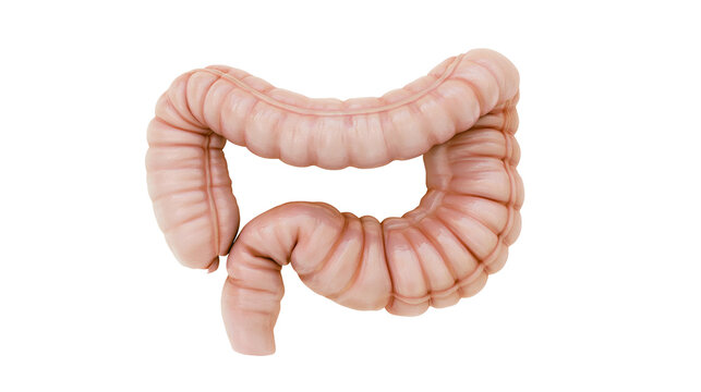 Human large intestine anatomical model