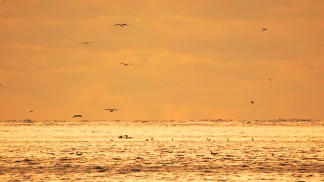 Birds ocean sunset flying over glimmering sea waves during golden hour Vertical video