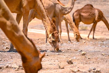 Herd of Dromedary Camels in Oman © Savvapanf Photo ©